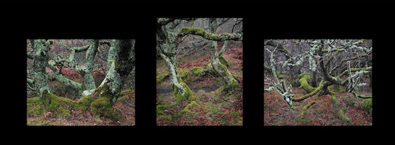 Argyll Ancient Woodland