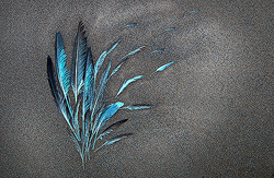 Beach Feathers