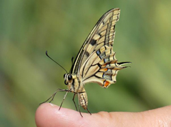 Bulgarian Male Topolovo