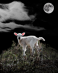 Caught in a Moonbeam