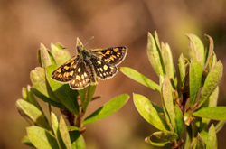 Chequered Skipper on Bog Myrtle