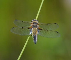 Four Spotted Chaser