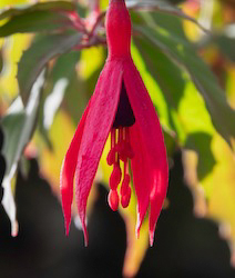 Fuschia
