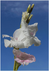 gladiola