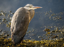 Heron in the Evening