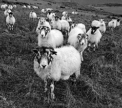 Hoping for Winter Feed