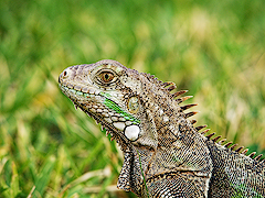 Iguana Iguana
