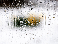 It-Snowed-on-the-Daffodils