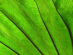 Leaf veins