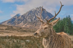 Monarch of  the Glen