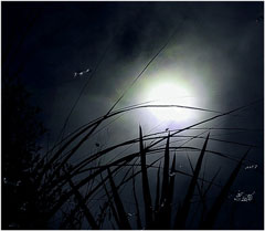 Moonlight on the Pond