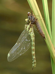 Southern Hawker with Exuvia