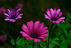 osteospermum