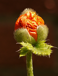Poppy