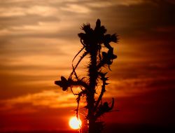 Prickly Sunset