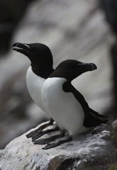 Razorbills
