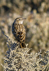 Sabota Lark