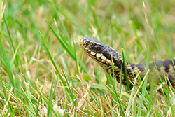 Snake in the Grass