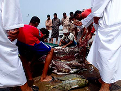 Sorting the Catch
