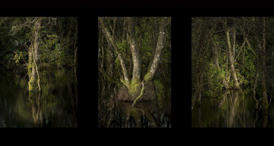 Sunrise on the Swamplands