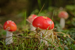 Where the Fairies Live