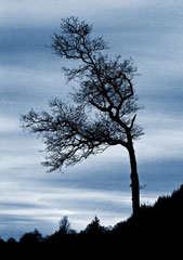 Winter Tree