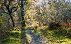 Woodland Pathway